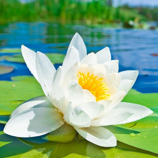 Open Mouth Bonsai Lotus Seeds