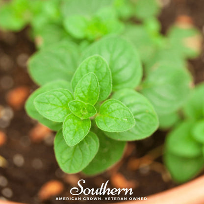 Greek Oregano – 500 Seeds