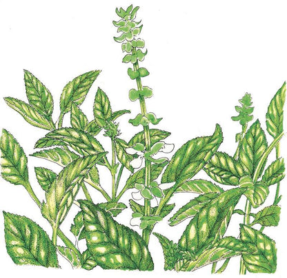 Sweet Basil Seeds (Organic)