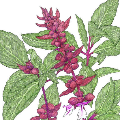 Thai Basil Seeds (Organic)