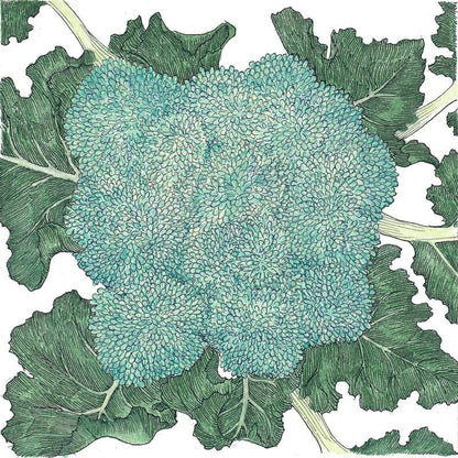 Calabrese Broccoli Seeds (Organic)