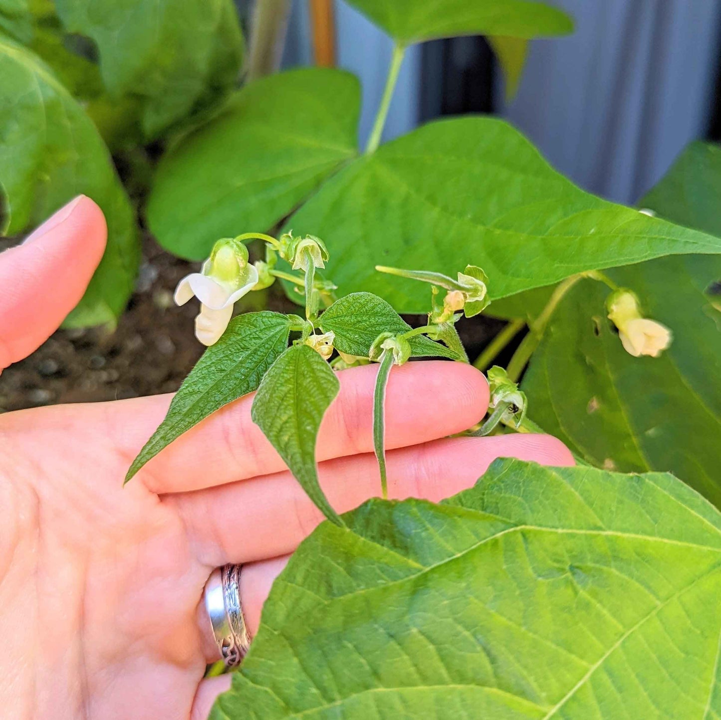 Organic Green Bean Seeds