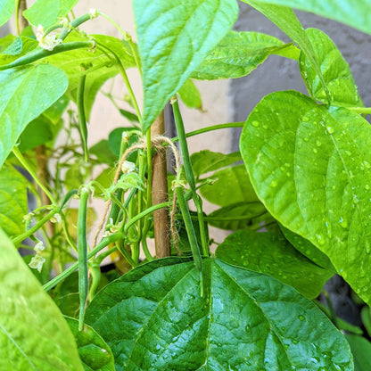 Organic Green Bean Seeds