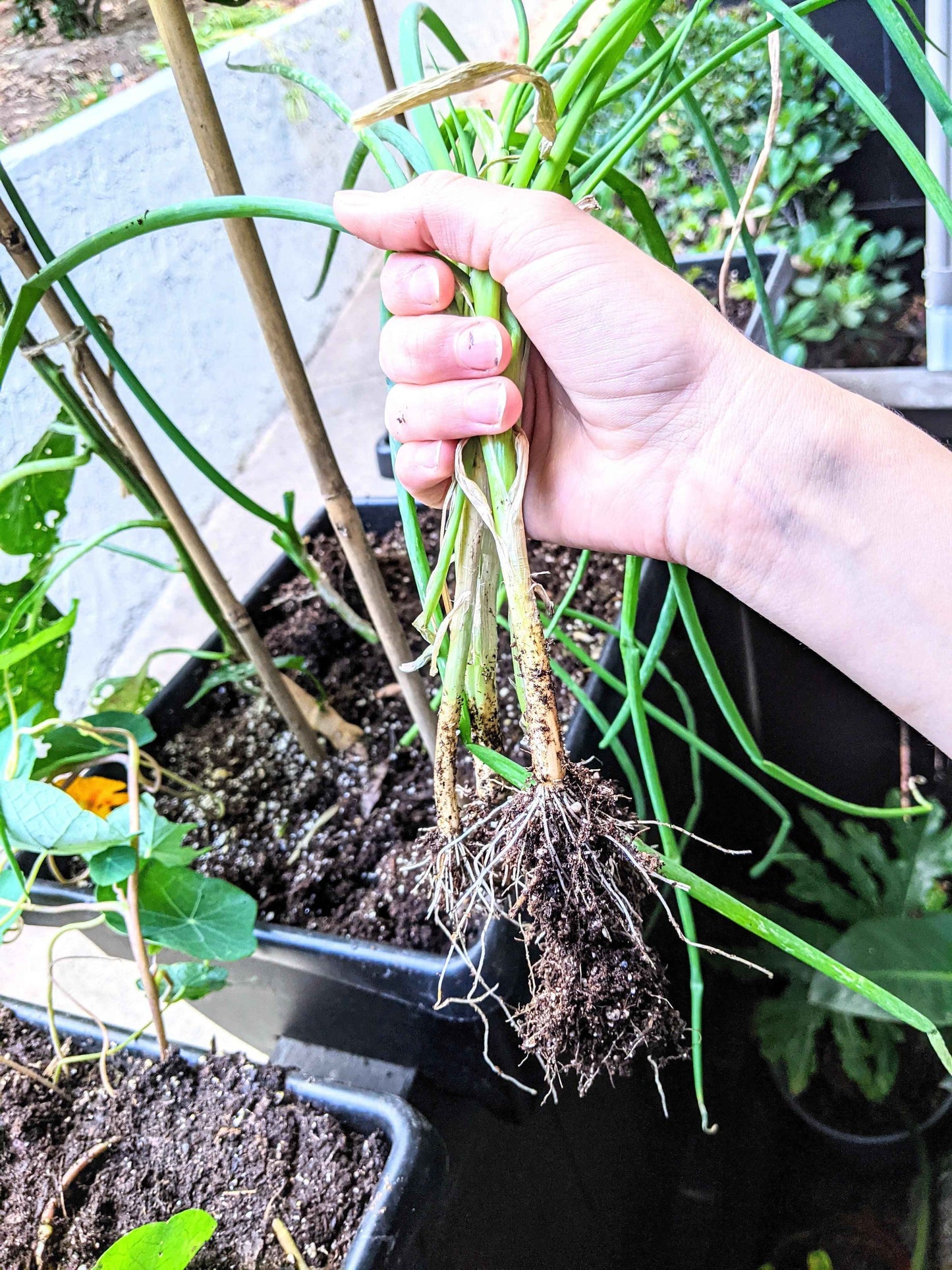 Organic Green Onion (Scallion) Seeds