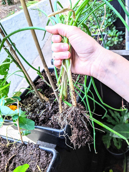 Organic Green Onion (Scallion) Seeds