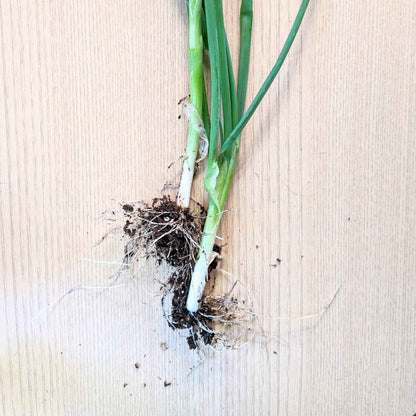 Organic Green Onion (Scallion) Seeds