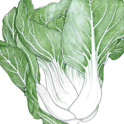 Pak Choi  Baby Shanghai Greens Seeds (Organic)