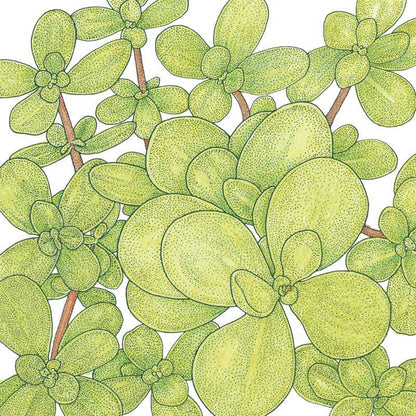 Purslane Greens Seeds (Organic)
