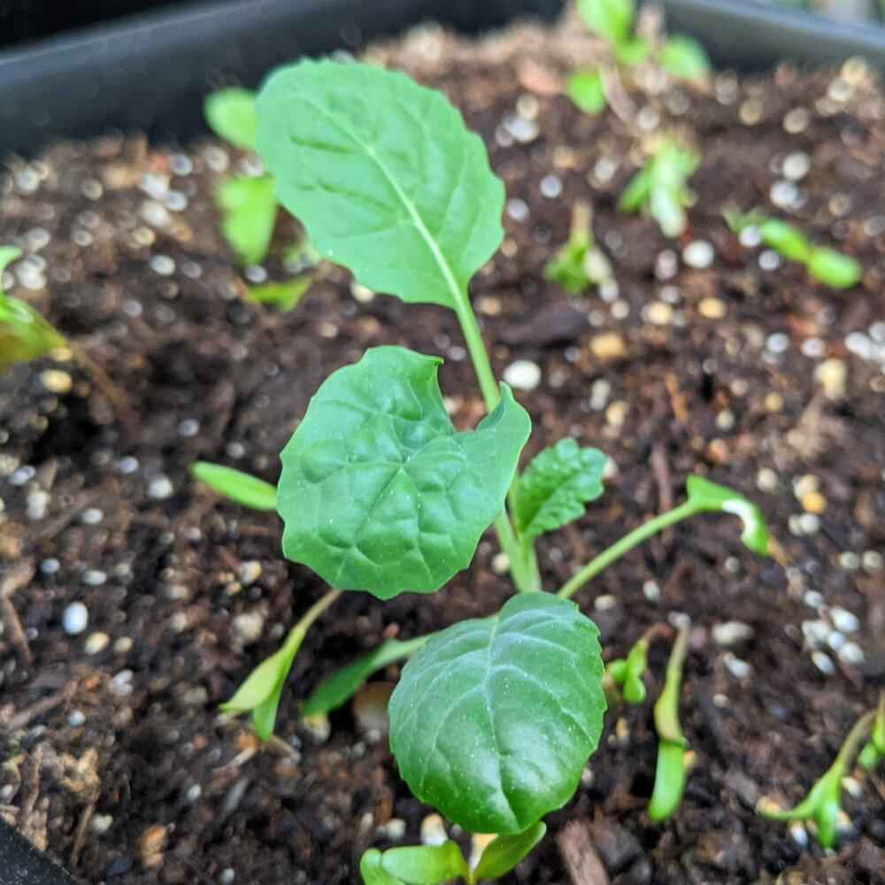 Organic Lancinato Kale Seeds