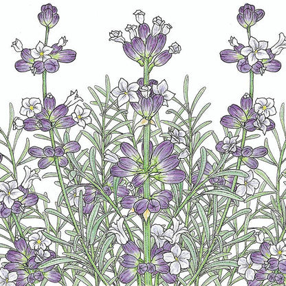 English-Vera Lavender Seeds (Organic)
