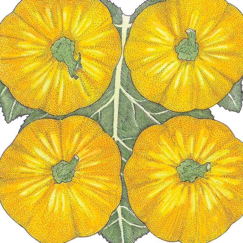 Jack Be Little Pumpkin Seeds (Organic)