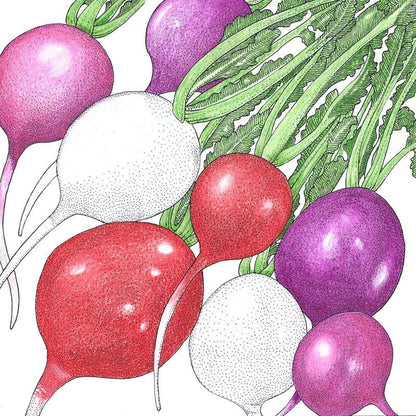 Easter Egg Mix Radish Seeds (Organic)