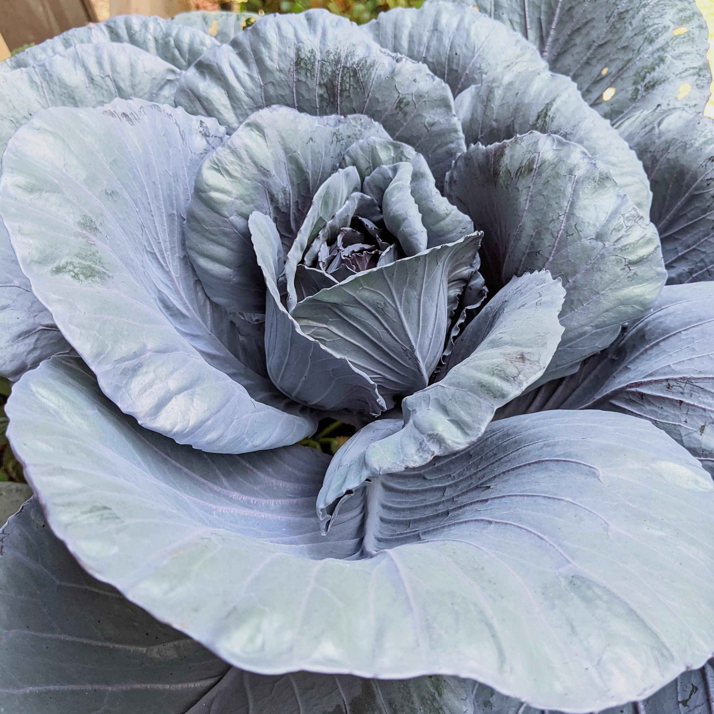 Organic Red Cabbage Seeds