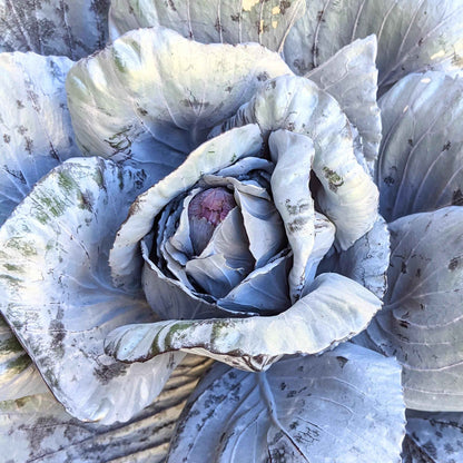 Organic Red Cabbage Seeds