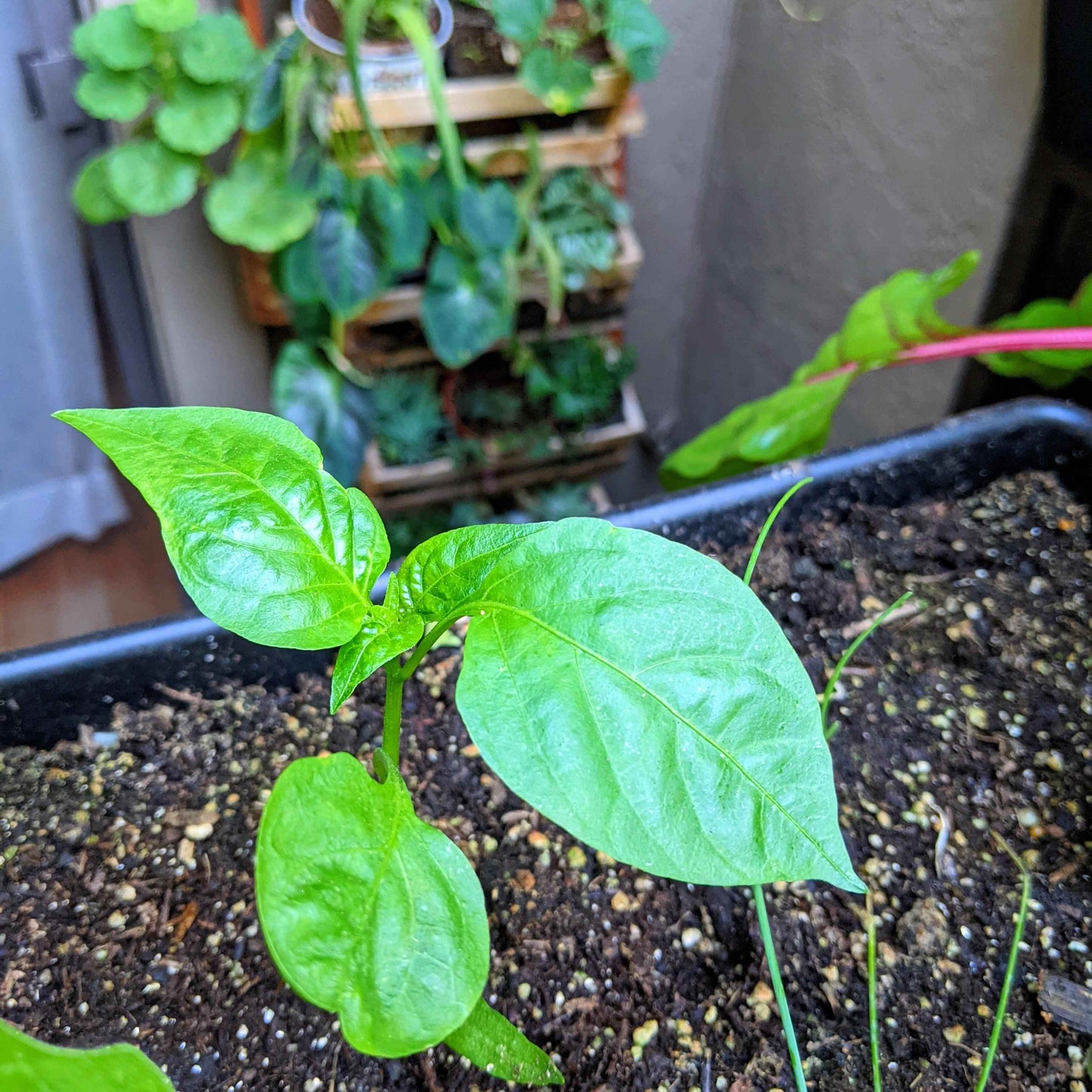 Organic Sweet Pepper Seeds (Cal Wonder)