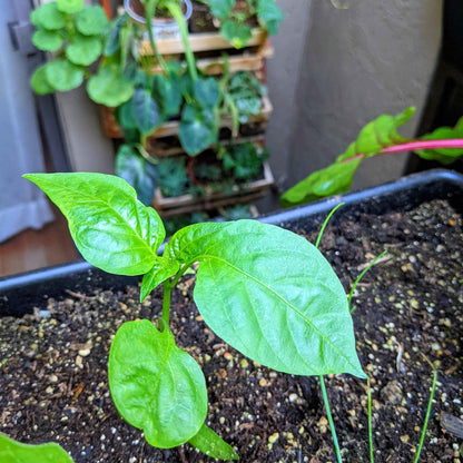Organic Sweet Pepper Seeds (Cal Wonder)
