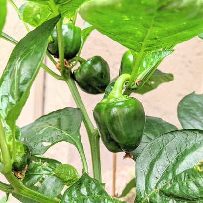Organic Sweet Pepper Seeds (Cal Wonder)