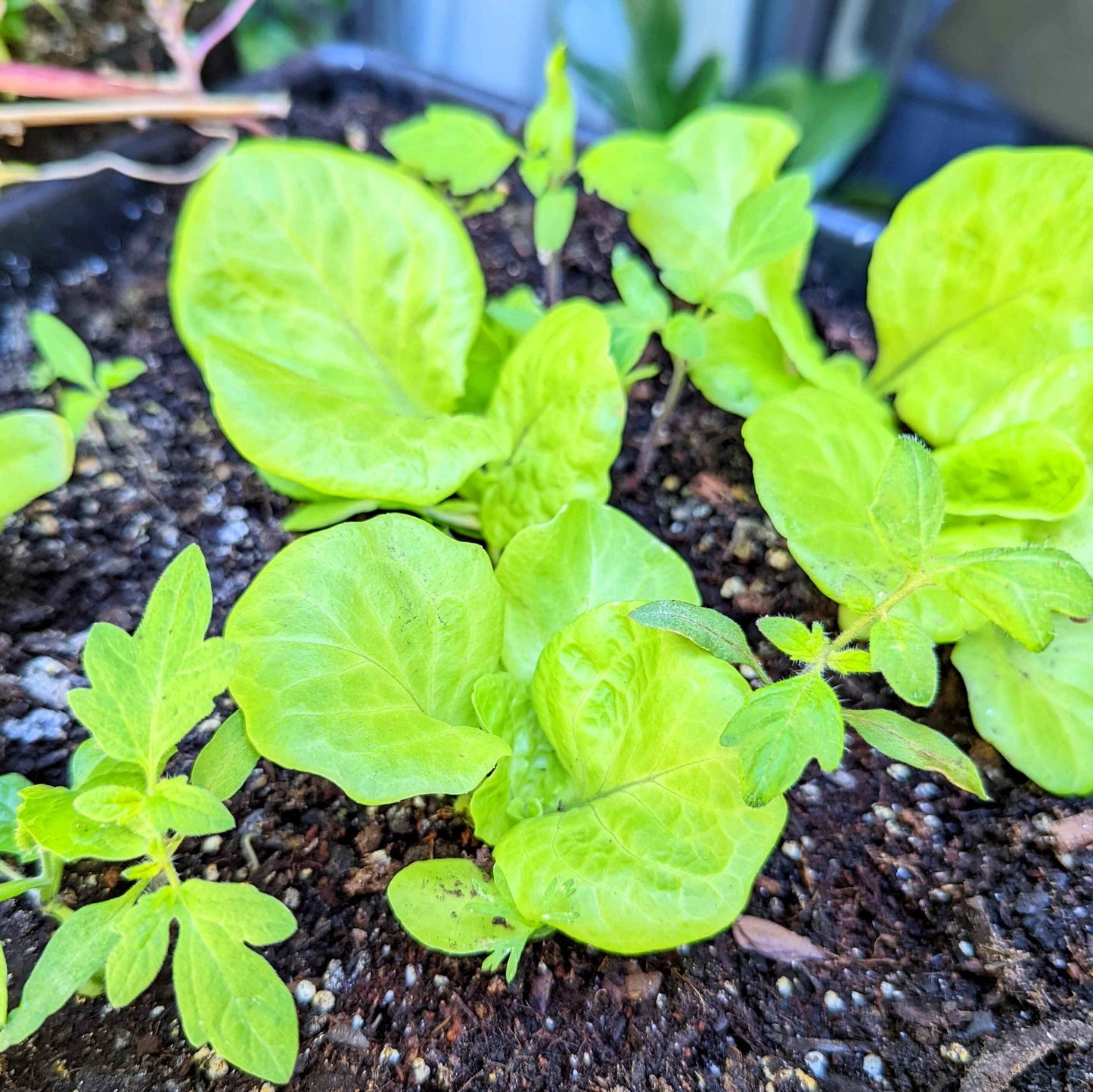Organic Tom Thumb Lettuce Seeds