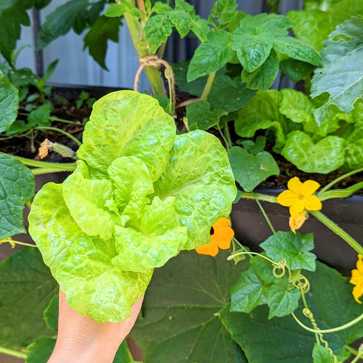 Organic Tom Thumb Lettuce Seeds