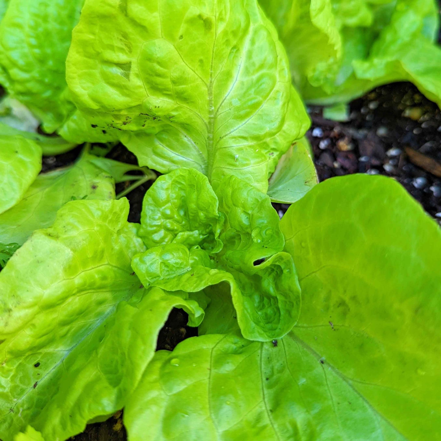 Organic Tom Thumb Lettuce Seeds