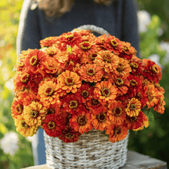 Oriole Zinnia – 50 Seeds