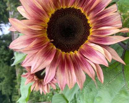 Ruby Passion Sunflower Seeds