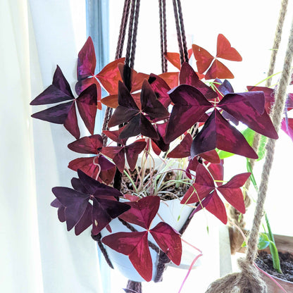 Oxalis 'Shamrock Plant' Bulbs