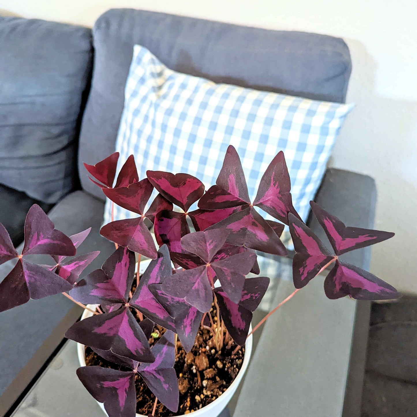 Oxalis 'Shamrock Plant' Bulbs