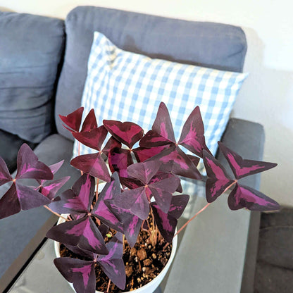 Oxalis 'Shamrock Plant' Bulbs