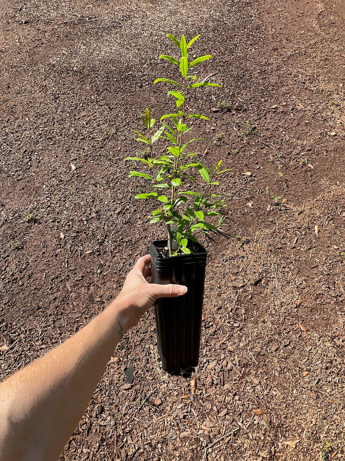 Surh-Anor Russian Pomegranate (Punica granatum) seedling