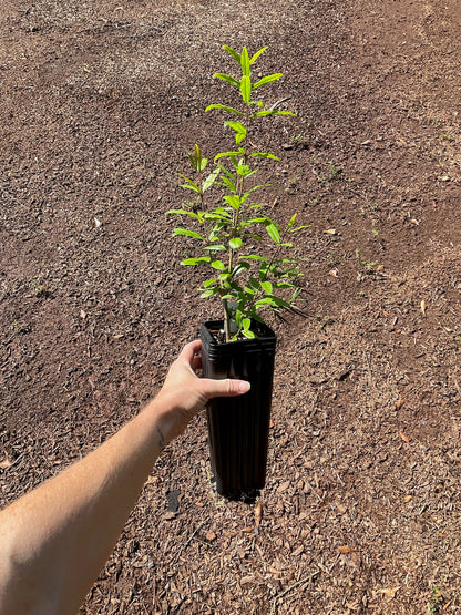 Surh-Anor Russian Pomegranate (Punica granatum) seedling