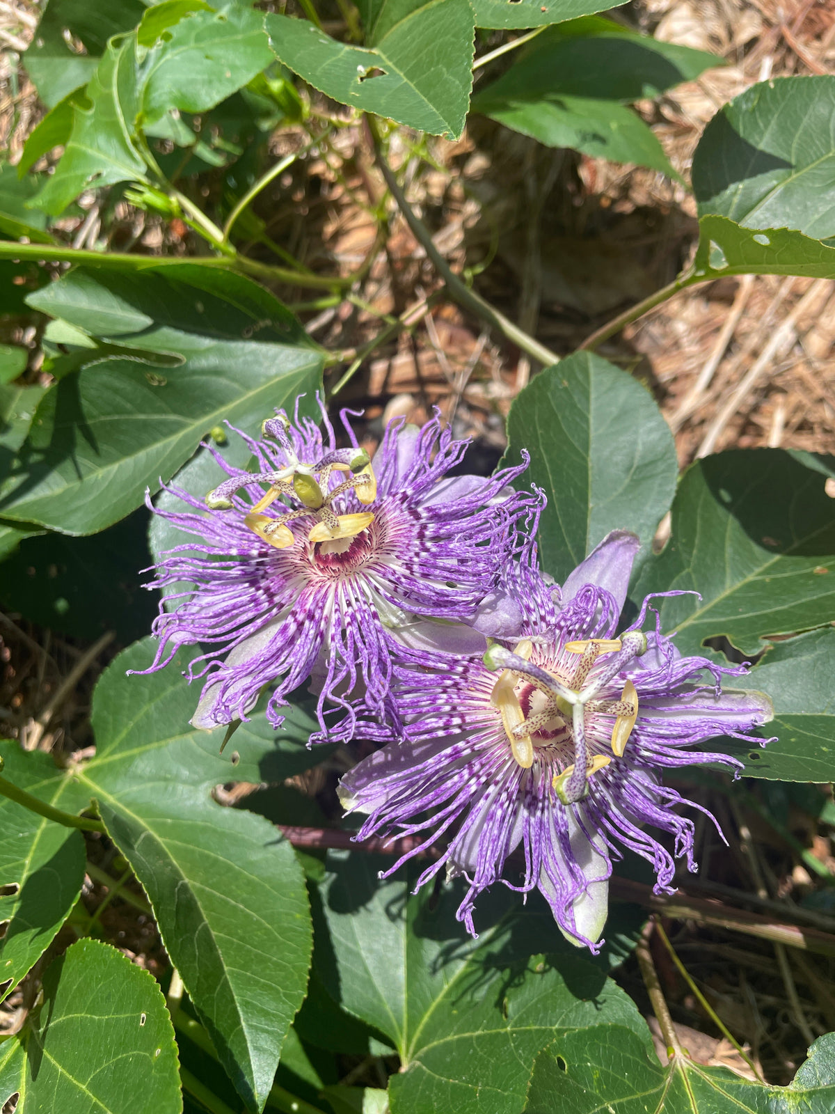 Maypop / Passionflower (Passiflora incarnata) seedling