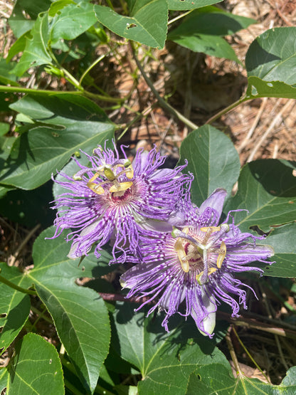 Maypop / Passionflower (Passiflora incarnata) seedling