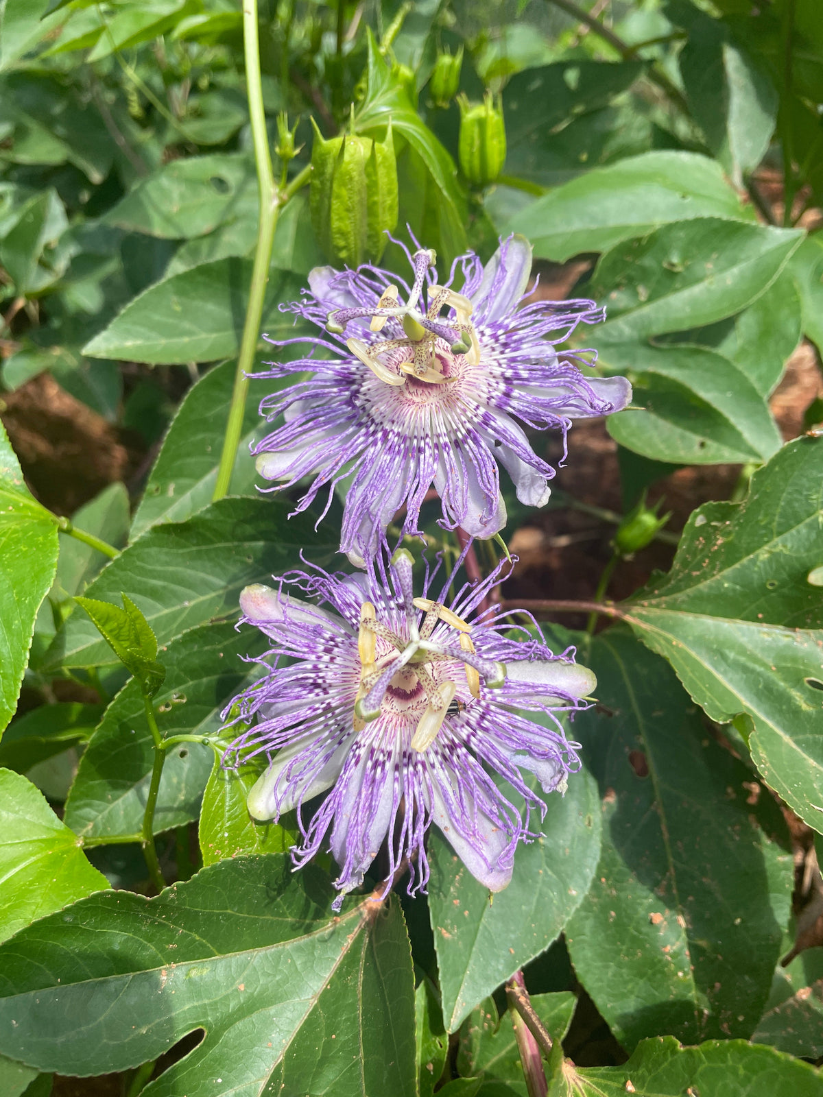 Maypop / Passionflower (Passiflora incarnata) seedling
