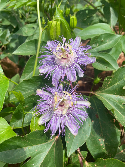 Maypop / Passionflower (Passiflora incarnata) seedling