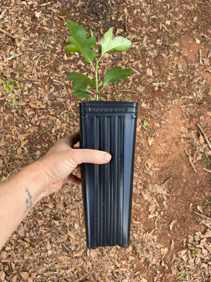 Maypop / Passionflower (Passiflora incarnata) seedling