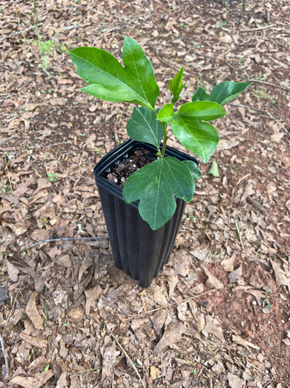 Maypop / Passionflower (Passiflora incarnata) seedling