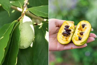Native Pawpaw (Asimina triloba) seedling