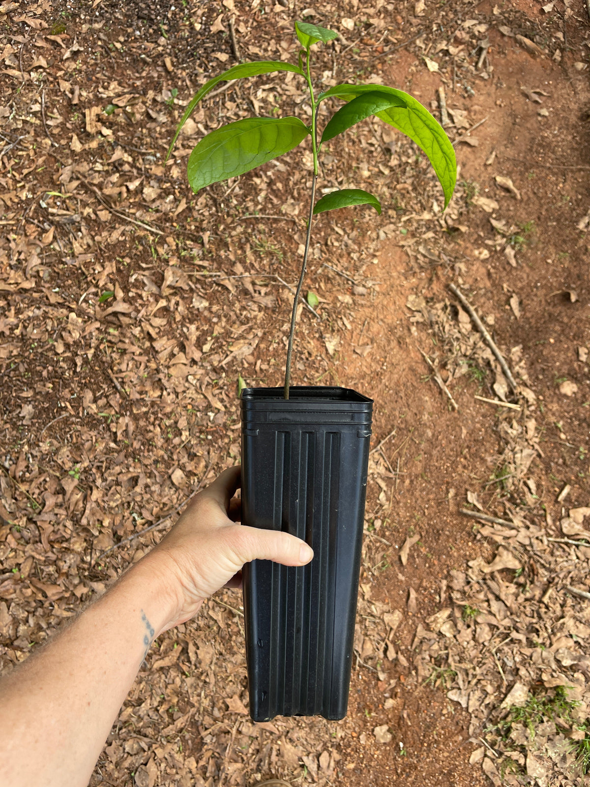 Native Pawpaw (Asimina triloba) seedling