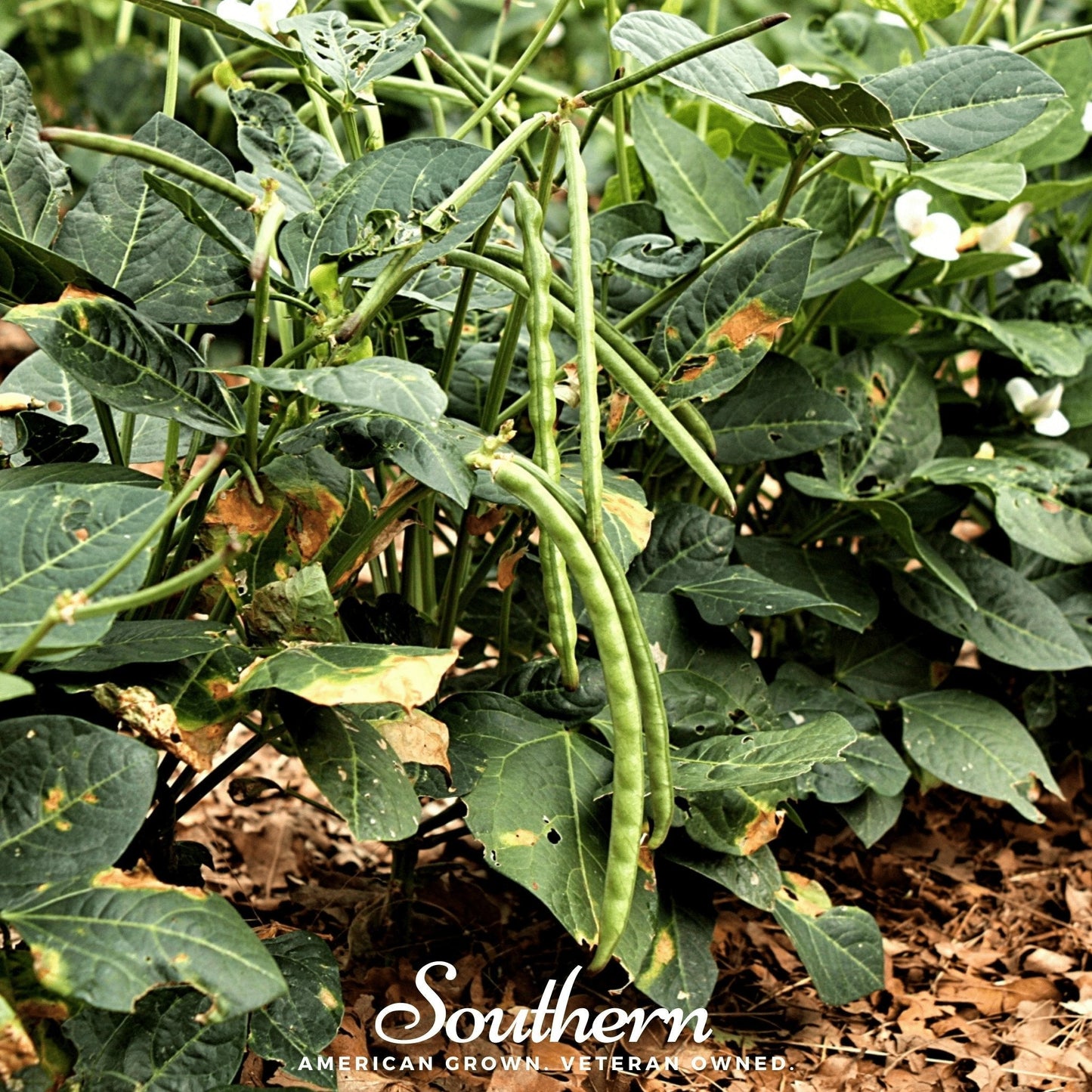 California Blackeye Peas – 50 Seeds