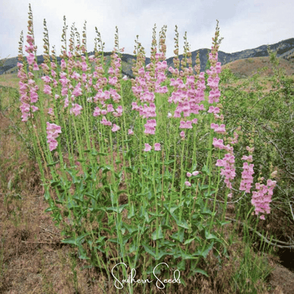 Palmer Penstemon – 100 Seeds