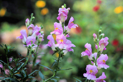 Large Flowered Beardtongue (Penstemon grandiflorus) Seeds – 250 ct
