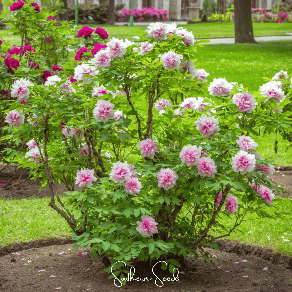 Moutan Peony Tree – 10 Seeds