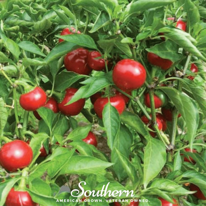 Red Hot Cherry Pepper – 25 Seeds