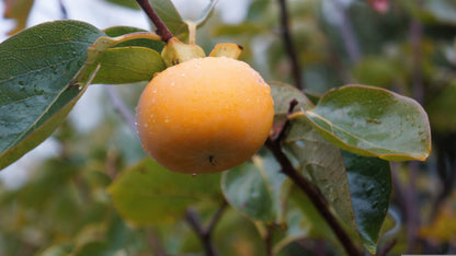 Date Plum Persimmon (Diospyros lotus) Seeds – 10 ct