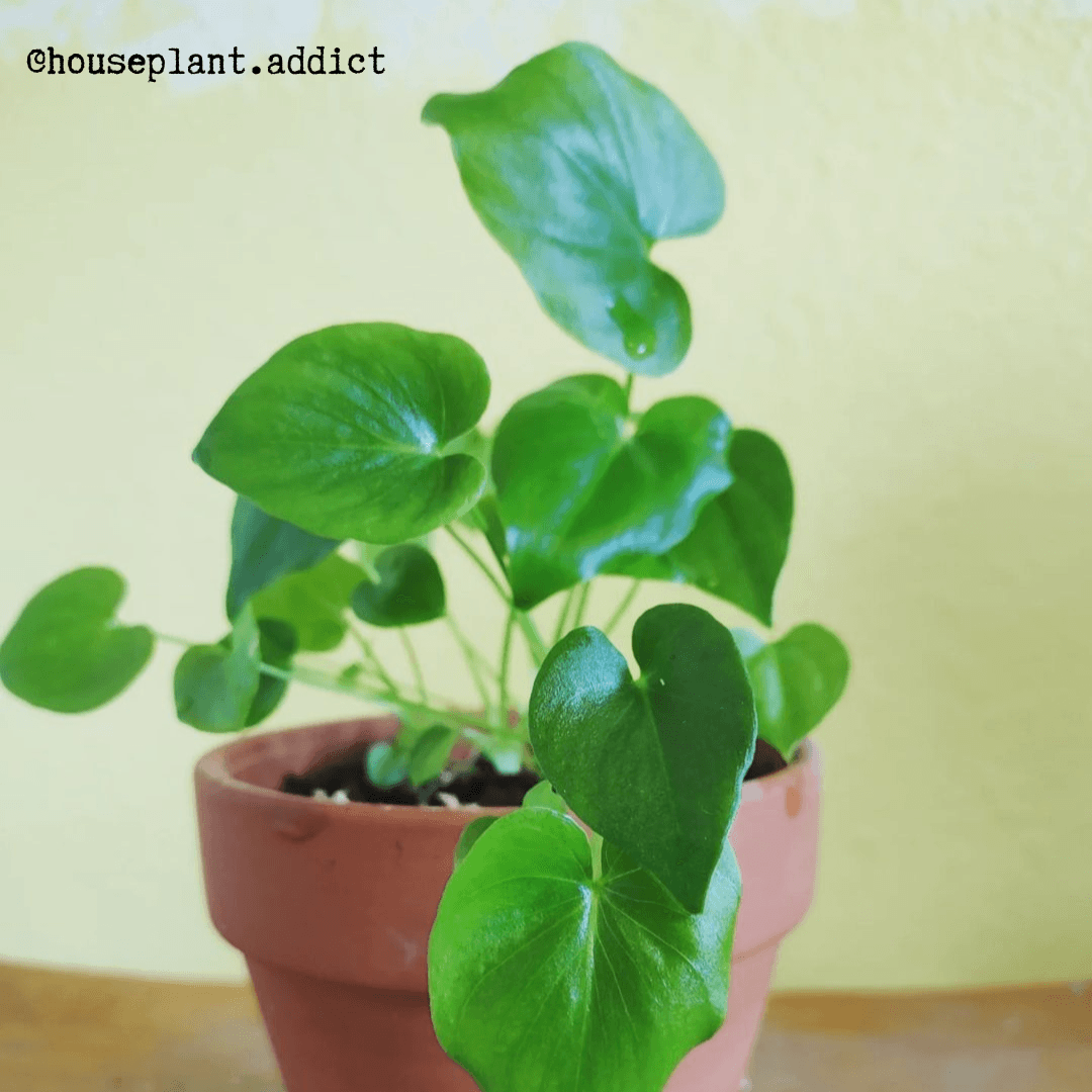 philodendron selloum split leaf Philodendron Selloum 'Split Leaf Philodendron' Seeds – Haven Herbs