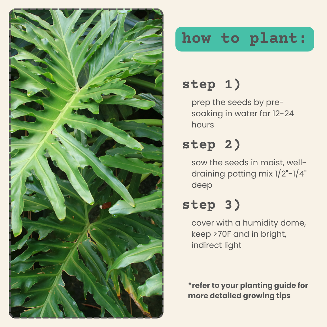 split leaf philodendron seeds Philodendron Selloum 'Split Leaf Philodendron' Seeds – Haven Herbs