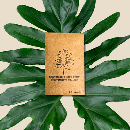 Philodendron Selloum 'Split Leaf Philodendron' Seeds