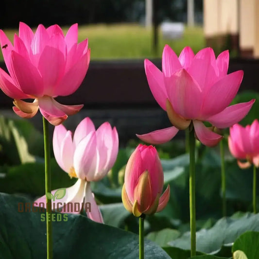 Pink Lotus Flower Seeds