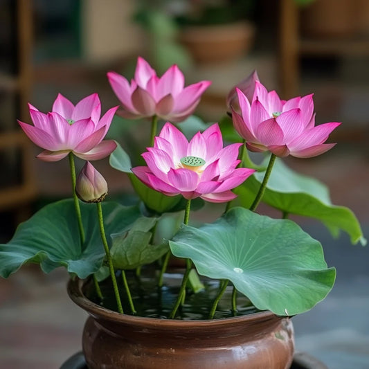 Pink Lotus Seeds – Exotic Water Garden Blooms for Ponds & Containers